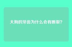 大狗的牙齿为什么会有断裂？