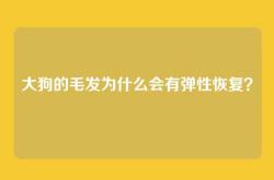 大狗的毛发为什么会有弹性恢复？