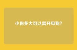 小狗多大可以离开母狗？