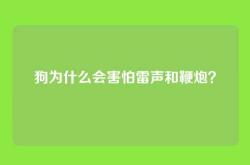 狗为什么会害怕雷声和鞭炮？