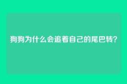 狗狗为什么会追着自己的尾巴转？