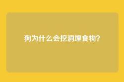 狗为什么会挖洞埋食物？