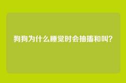 狗狗为什么睡觉时会抽搐和叫？