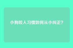 小狗咬人习惯如何从小纠正？