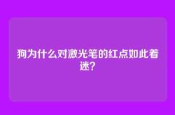 狗为什么对激光笔的红点如此着迷？
