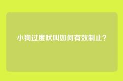 小狗过度吠叫如何有效制止？