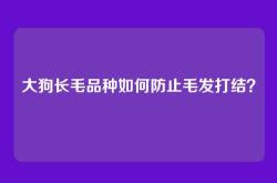 大狗长毛品种如何防止毛发打结？