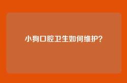 小狗口腔卫生如何维护？
