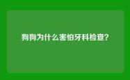 狗狗为什么害怕牙科检查？