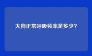 大狗正常呼吸频率是多少？