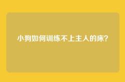 小狗如何训练不上主人的床？