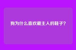 狗为什么喜欢藏主人的鞋子？