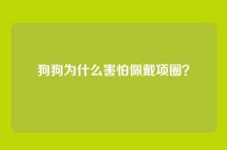 狗狗为什么害怕佩戴项圈？