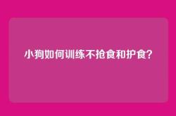 小狗如何训练不抢食和护食？