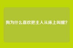 狗为什么喜欢把主人从床上叫醒？