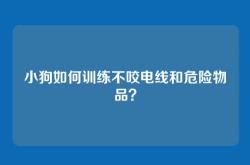 小狗如何训练不咬电线和危险物品？