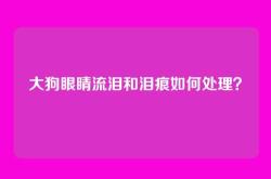 大狗眼睛流泪和泪痕如何处理？