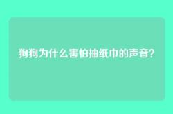 狗狗为什么害怕抽纸巾的声音？