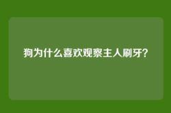 狗为什么喜欢观察主人刷牙？
