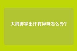 大狗脚掌出汗有异味怎么办？