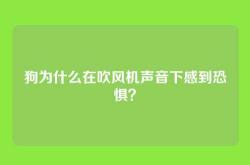 狗为什么在吹风机声音下感到恐惧？