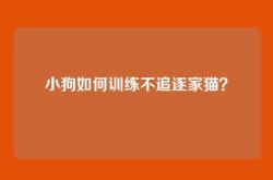 小狗如何训练不追逐家猫？