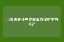 小狗需要补充胶原蛋白保护关节吗？
