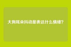 大狗耳朵抖动是表达什么情绪？