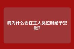 狗为什么会在主人哭泣时给予安慰？