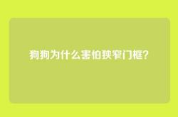 狗狗为什么害怕狭窄门框？
