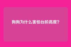 狗狗为什么害怕台阶高度？