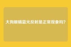 大狗眼睛蓝光反射是正常现象吗？