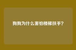 狗狗为什么害怕楼梯扶手？