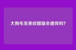 大狗毛发条纹图案会遗传吗？