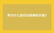 狗为什么喜欢玩晾晒的衣服？