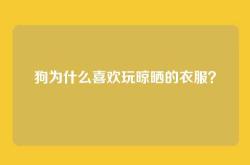 狗为什么喜欢玩晾晒的衣服？