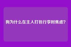 狗为什么在主人打包行李时焦虑？