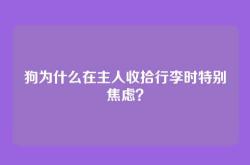 狗为什么在主人收拾行李时特别焦虑？
