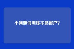 小狗如何训练不爬窗户？
