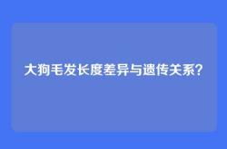 大狗毛发长度差异与遗传关系？