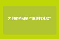 大狗眼睛泪痕严重如何处理？