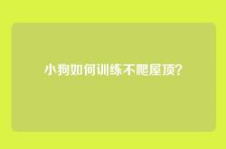 小狗如何训练不爬屋顶？