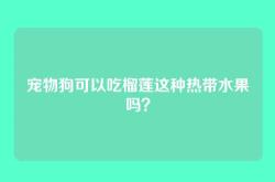 宠物狗可以吃榴莲这种热带水果吗？