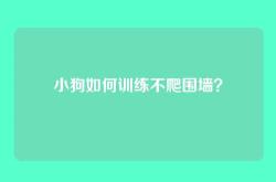 小狗如何训练不爬围墙？