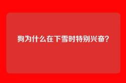 狗为什么在下雪时特别兴奋？