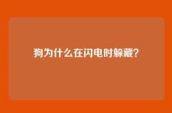 狗为什么在闪电时躲藏？