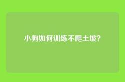 小狗如何训练不爬土坡？