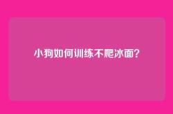 小狗如何训练不爬冰面？