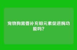 宠物狗需要补充钼元素促进酶功能吗？