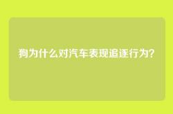 狗为什么对汽车表现追逐行为？